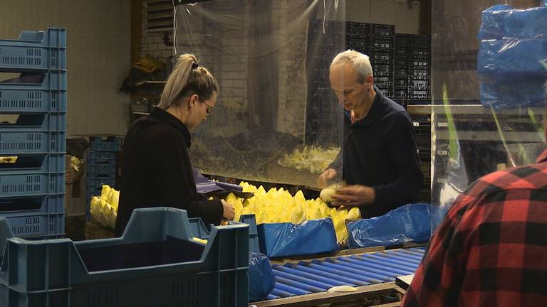 Witlof een ‘vergeten’ groente die alleen ouderen nog willen eten 