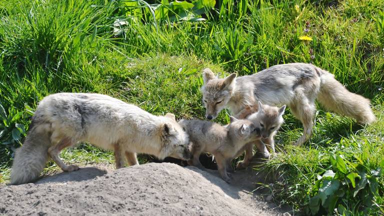Bijzondere welpen geboren: twee jonge steppevossen in Dierenrijk in Mierlo