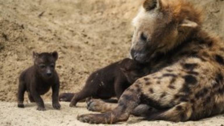 Hyena-baby's in de Beekse Bergen, de vraag is wanneer kraamvisite weer mag