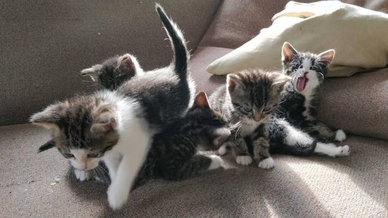 Kittens worden opgevangen in Oss