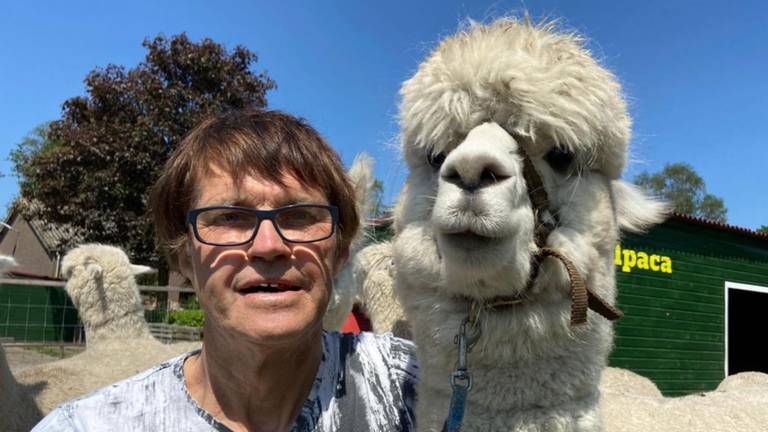 Alpaca's populairder dan ooit: 'mensen willen gewoon knuffelen'.