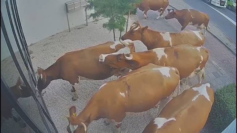 Koeien ontsnappen en brengen bezoekje aan bedrijf: 'Overal lag poep'