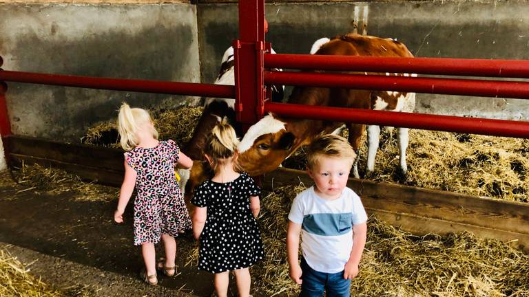 Kinderen spelen tussen de koeien op het agrarisch kinderdagverblijf