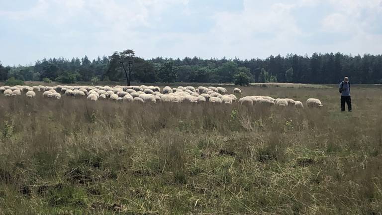 Schapen bestrijden in natuurgebied Valkenswaard het oprukkende 'pijpenstrootje'