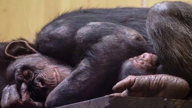 Tweede geboorte in maand tijd van bedreigde chimpanseesoort Beekse Bergen