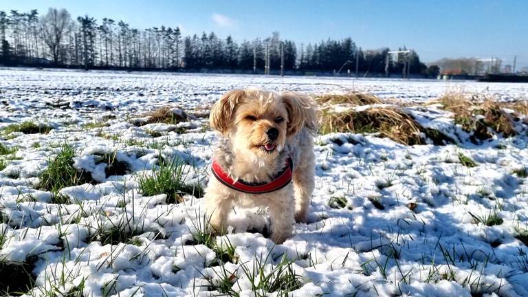 Hond Boef in de sneeuw in Best (foto: Collin Beijk)