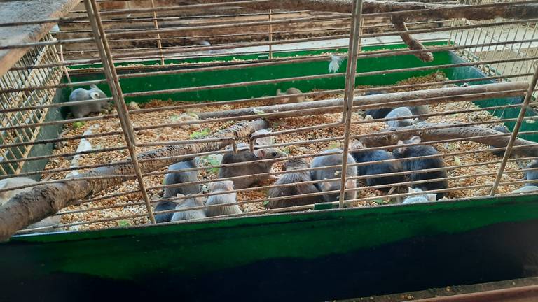 Foto: Landelijke Inspectiedienst Dierenbescherming