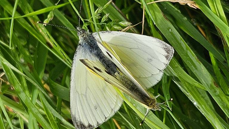  Parende witjes (foto: Marie-Louise Weijters). 