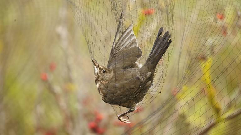 Een vogeltje in een net (foto: ANP).