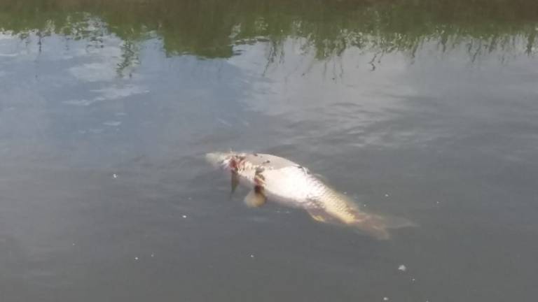 Een dode karper drijft in het water. (Foto: Jan Klerks)