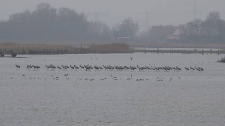 62 kraanvogels gespot in de Biesbosch, liefhebbers zijn er dolblij mee