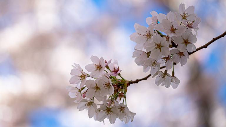 De lente kondigt zich aan in Rosmalen (foto: Alex van den Akker).