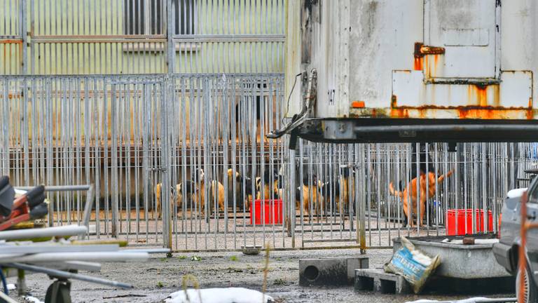 Tientallen honden meegenomen bij controle van 'horrorfokker' in Eersel