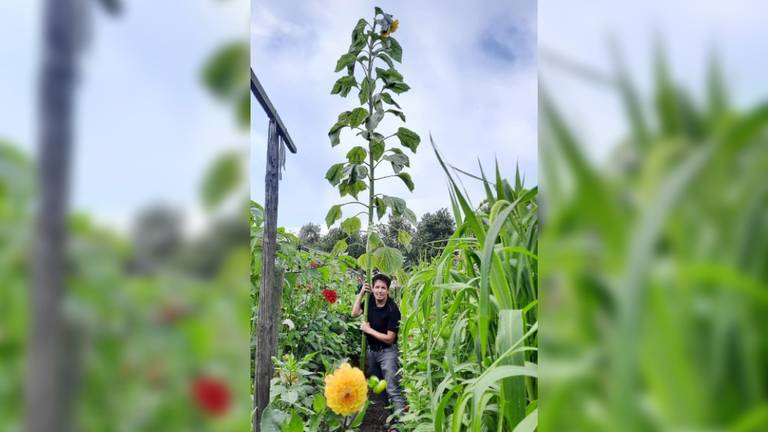 Met ruim vier meter heeft Wim de langste zonnebloem van Brabant