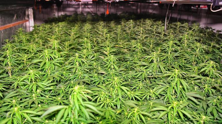 Een grote wietplantage die in 2024 in Valkenswaard werd ontdekt (Foto: Rico Vogels/SQ Vision)