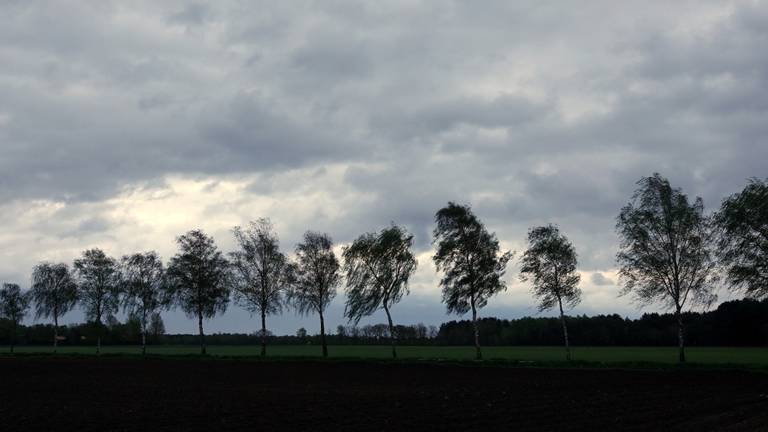 Een onstuimige ochtend in Budel (foto: Ben Saanen) 