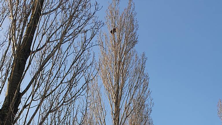 Het diertje zat op grote hoogte in de boom. (Foto: Anne Lijdsman)