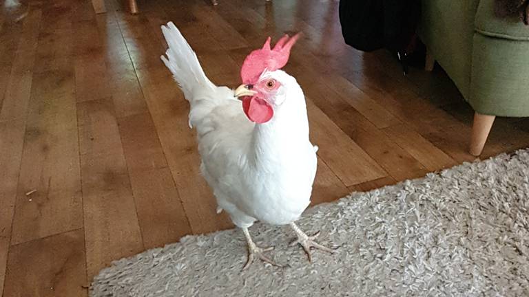 Kippie bij Ralph thuis in de huiskamer (foto: Ralph Kwappenberg)