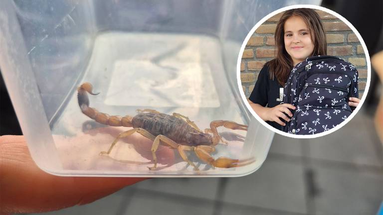 Schorpioen 'Snippie' veilig in een bakje en Arianna met haar nieuwe schooltas (foto's: Jacqueline van Rooij).