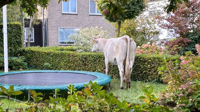 Marcella vangt ontsnapte koe na achtervolging: 'Heb steenkoude voeten'