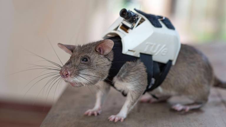 Een van de ratten met het rugzakje (foto: APOPO).