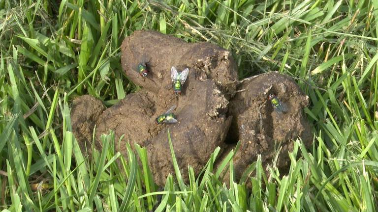 De poepquad van Saver in Bergen op Zoom