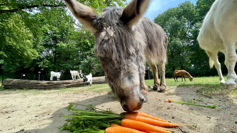 Ezel Basje (foto: Omroep Brabant).