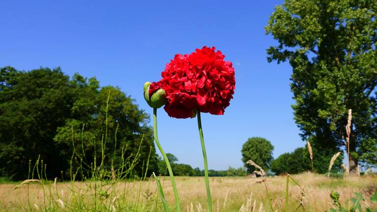 Tropische temperaturen zorgen voor mooie plaatjes, maar niet lang meer