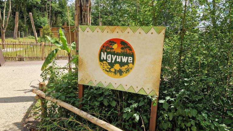 ZooParc Overloon opent nieuw themagebied Ngyuwe met nieuwe dieren (foto: Tom Berkers).