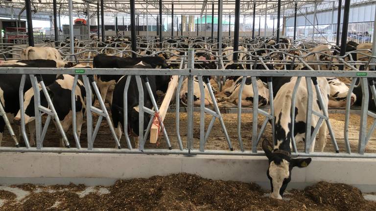 De koeien hebben meer ruimte in de nieuwe stal (foto: Alice van der Plas).