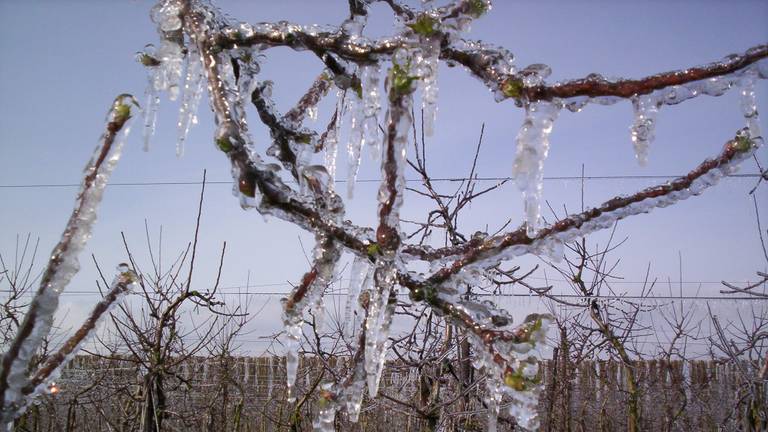 Zo zouden de bomen van fruitteler Roks in Fijnaart eruit kunnen gaan zien (foto: Roks Streekwinkel). 