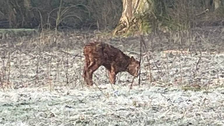 Het kalfje kon net op tijd worden tegengehouden (foto: DTV Nieuws).