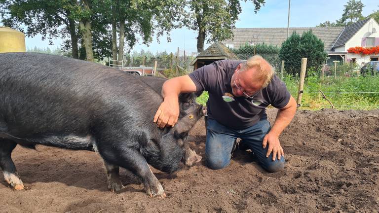 Biologische varkensboer Hennie in Heeswijk-Dinther met zijn varkens (foto: Omroep Brabant).