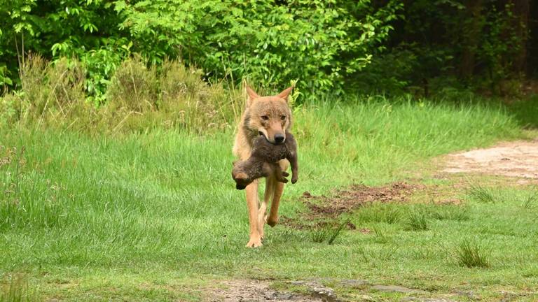 De unieke foto van de wolf met een welpje in haar bek op de Utrechtse Heuvelrug (foto: Natasja Koet).