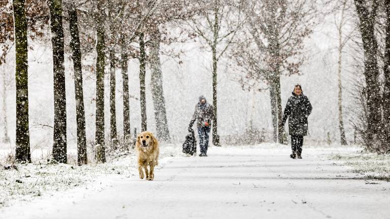 Wandelaars laten de hond uit tijdens een hevige sneeuwbui in Geldrop (Foto: ANP).