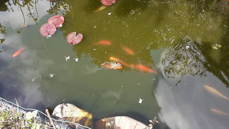 Groene kikker vastgeklemd op goudvis (foto: Geerd en Carla van Hapert).