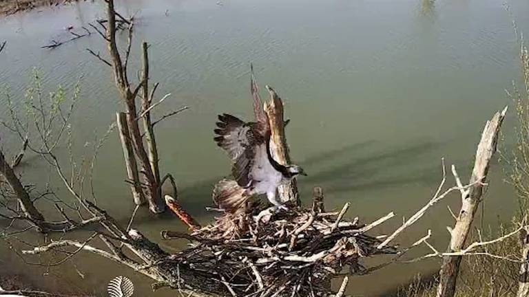 De visarend landt op het nest (foto: Harm Blom).