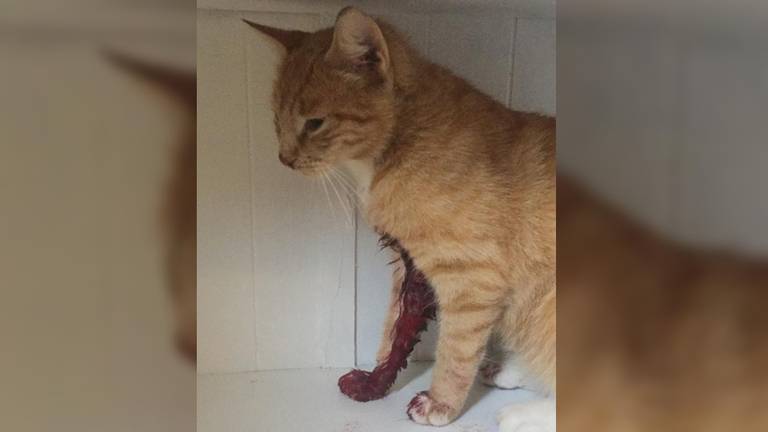 Tijger lag in een plas bloed op straat (foto: Donella Verbon).