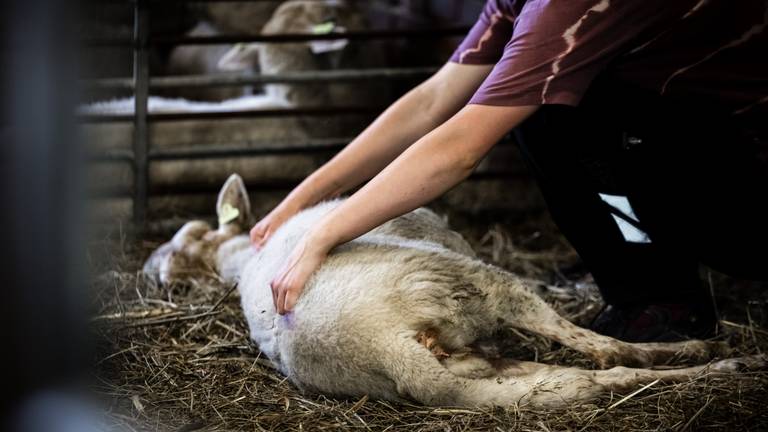 Een schaap met blauwtong dat verzorgd wordt bij een schaapsherder in Heeze (foto: ANP).