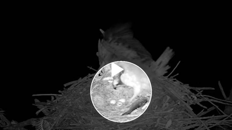 Beschuit met muisjes voor visarenden, eerste kuiken is uit het ei gekropen (Screenshot Vogelbescherming)