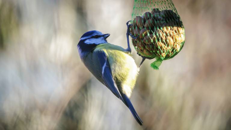 Boswachter: 'Pinda's en noten nu gevaarlijk voor vogels dus haal ze binnen'