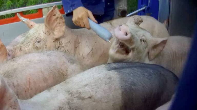 Verborgen camera laat mishandeling varkens zien, NVWA wil ingrijpen