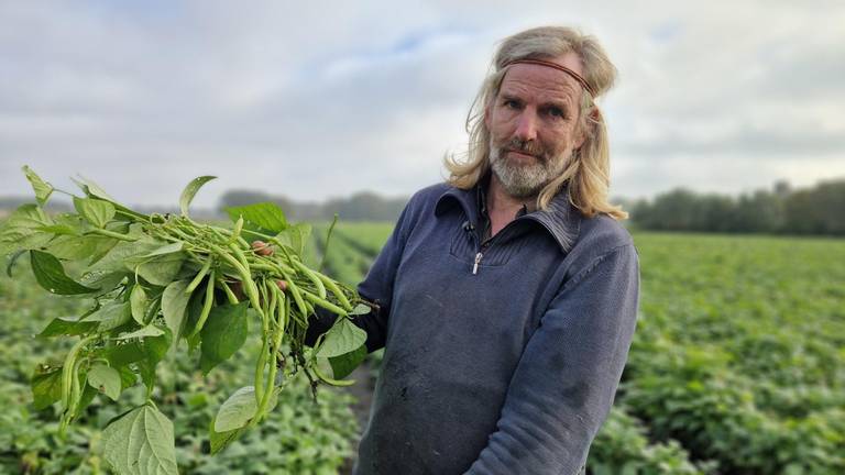 Supermarkten hoeven de sperziebonen van boer Kees niet: 'Het is een drama'