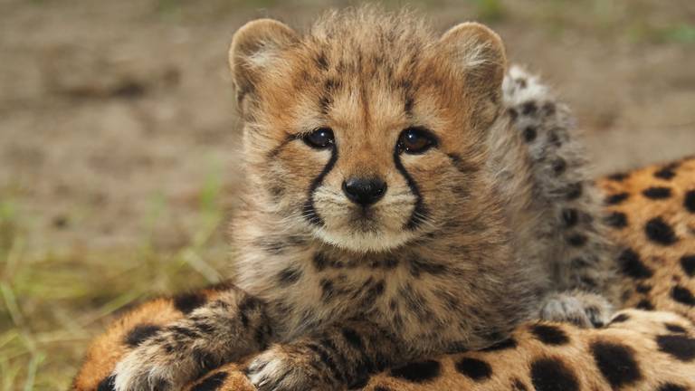 Zes cheetawelpjes mogen voor het eerst naar buiten in de Beekse Bergen 