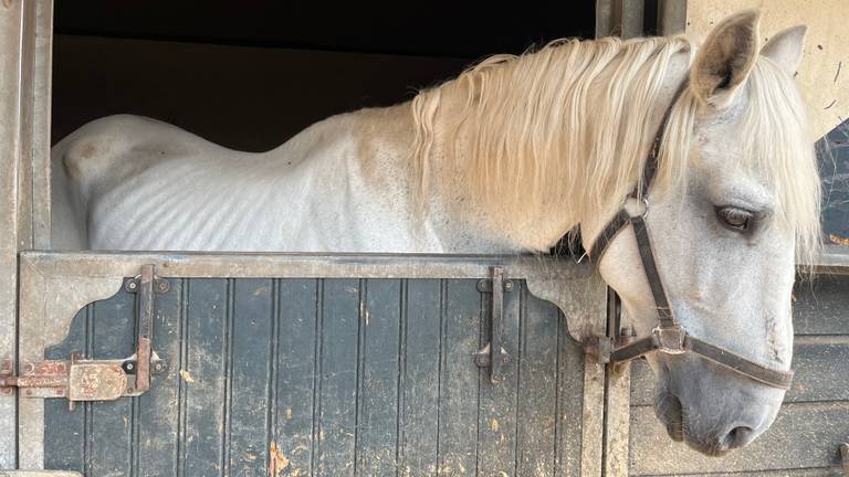 Eén van de slecht verzorgde paarden (foto: LID).