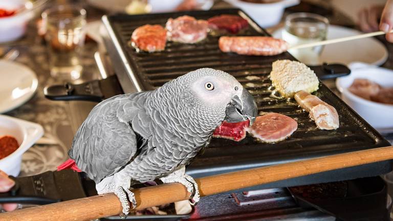 Gourmetten met teflon pannetjes kan fataal zijn voor vogels (Beeld: Omroep Brabant).