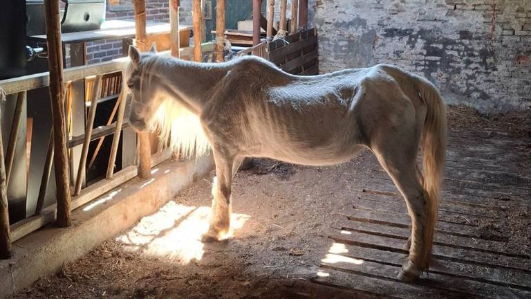 De dieren waren ernstig verwaarloosd (foto: Landelijke Inspectiedienst Dierenwelzijn).