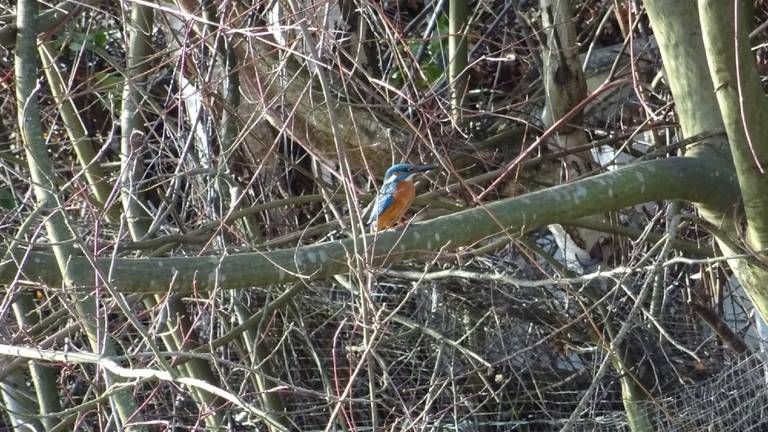 Een ijsvogel in een woonwijk, is dat gebruikelijk? (foto: Joren Verver).