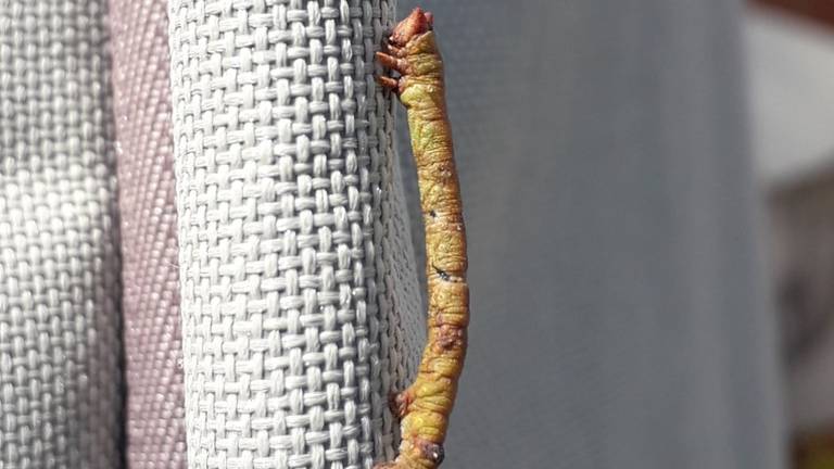 Een 'takje' met pootjes op de parasolhoes (foto: Anja Bastiaansen).