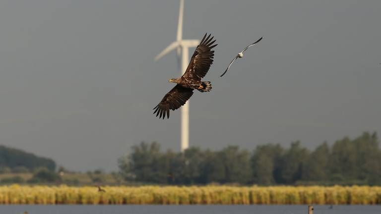 De mannetjes-zeearend boven het Markiezaatmeer (foto: Erik de Jonge).